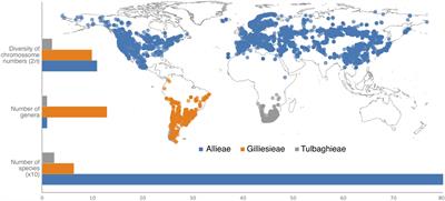 Divide to Conquer: Evolutionary History of Allioideae Tribes (Amaryllidaceae) Is Linked to Distinct Trends of Karyotype Evolution